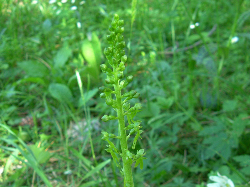 Neottia ovata (=Listera ovata)